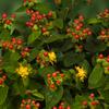 Hypericum  'Red Lion'