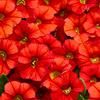 Calibrachoa 'Superbells Scarlet'