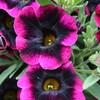 Calibrachoa 'Superbells Blackberry Punch'