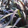 Pennisetum purpureum 'Vertigo'