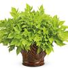 Sweet Potato Vine 'Sweet Caroline Light Green'