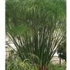 Cyperus papyrus 'King Tut'