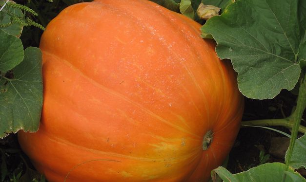 pumpkins