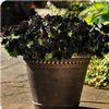 Petunia x hybrida 'Black Velvet'