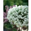 Lobularia hybrid 'Snow Princess'